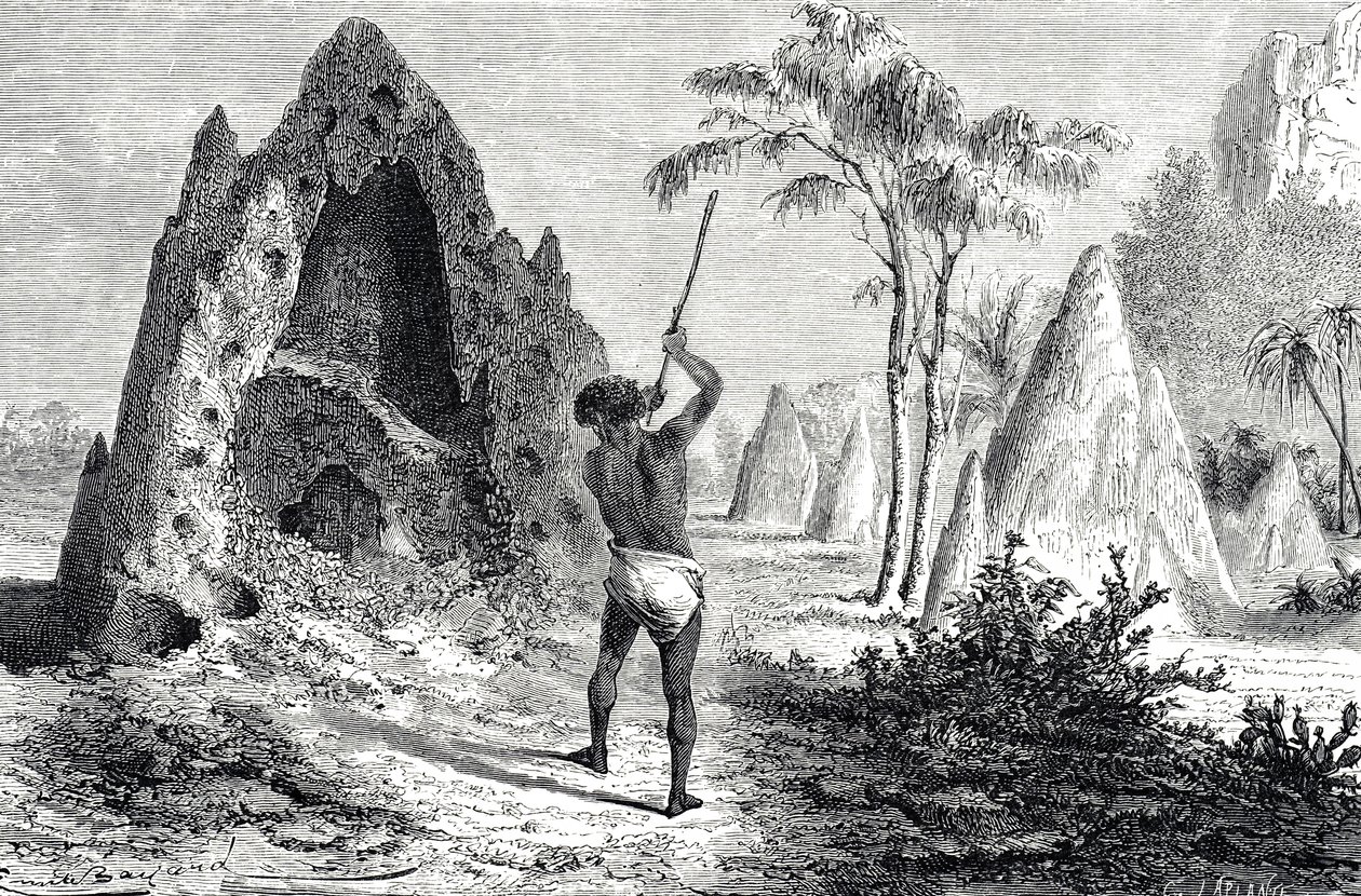 Sítě bílých mravenců, termiti (rytina) od Emile Antoine Bayard