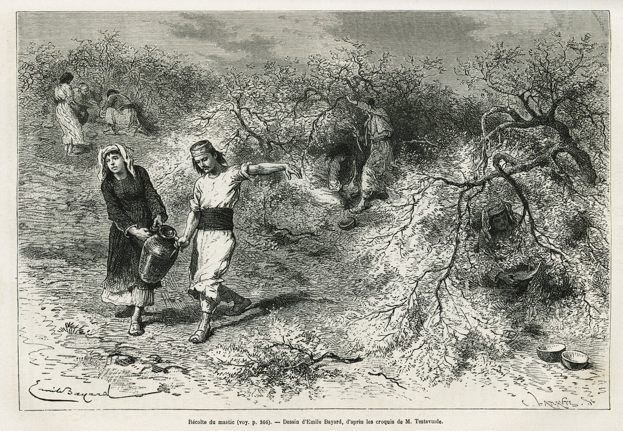 Sbírka tmelu, bílé pryskyřice lentis, v letní sezóně, je základem výroby anýzové pálenky, kresba Emile Bayard, pro ilustraci příběhu „Ostrov Chio“ (východní Turecko), v roce 1877, od Dr. A. Testevuide. Gravírování v Le od Emile Antoine Bayard