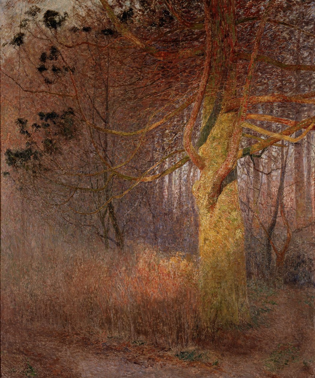 Slunečný strom od Emile Claus