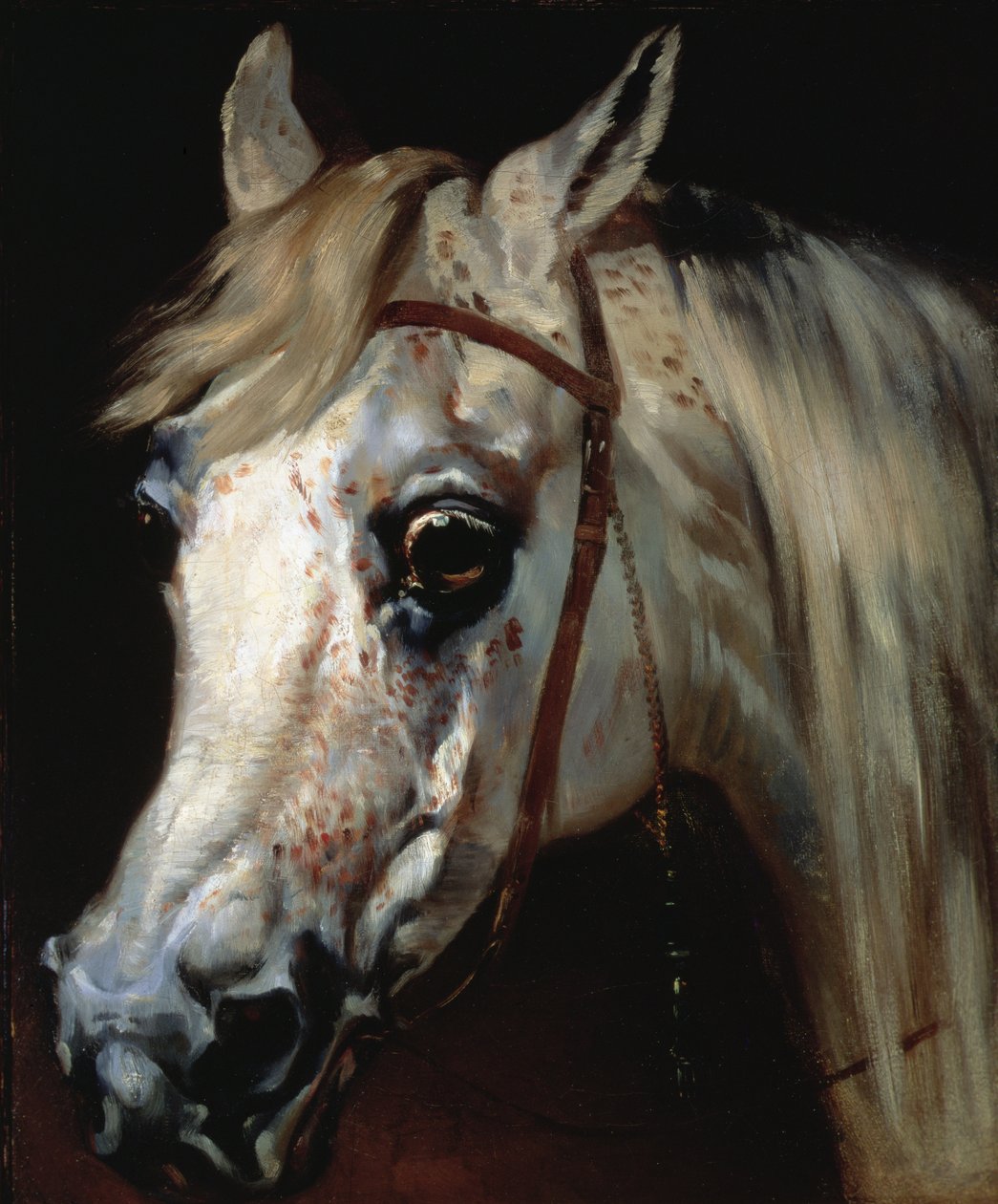 Hlava arabského koně, asi 1840-50 (olej na plátně) od Emile Jean Horace Vernet