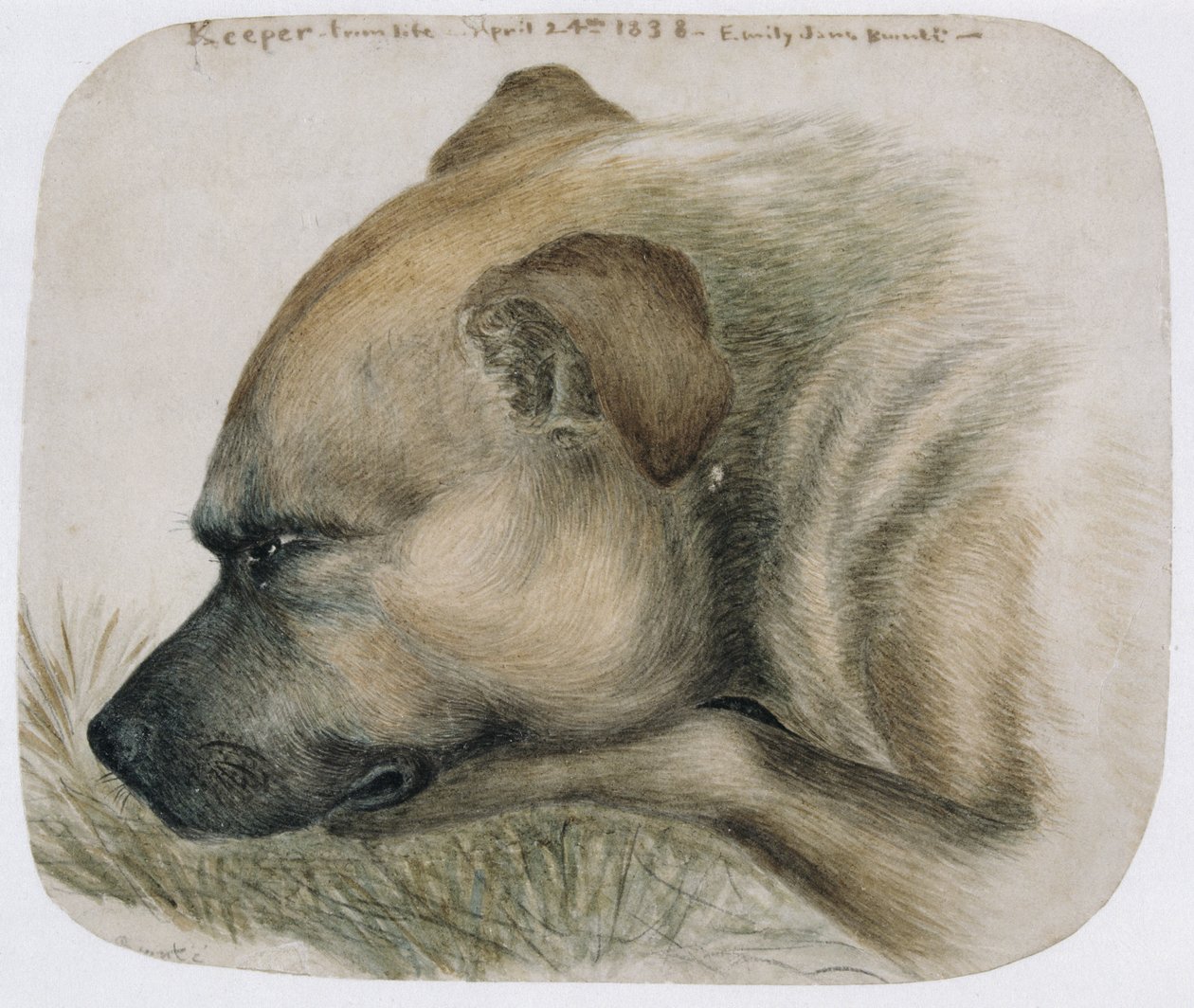 Keeper - ze života, 1838 (tužka a wc na papíře) od Emily Bronte