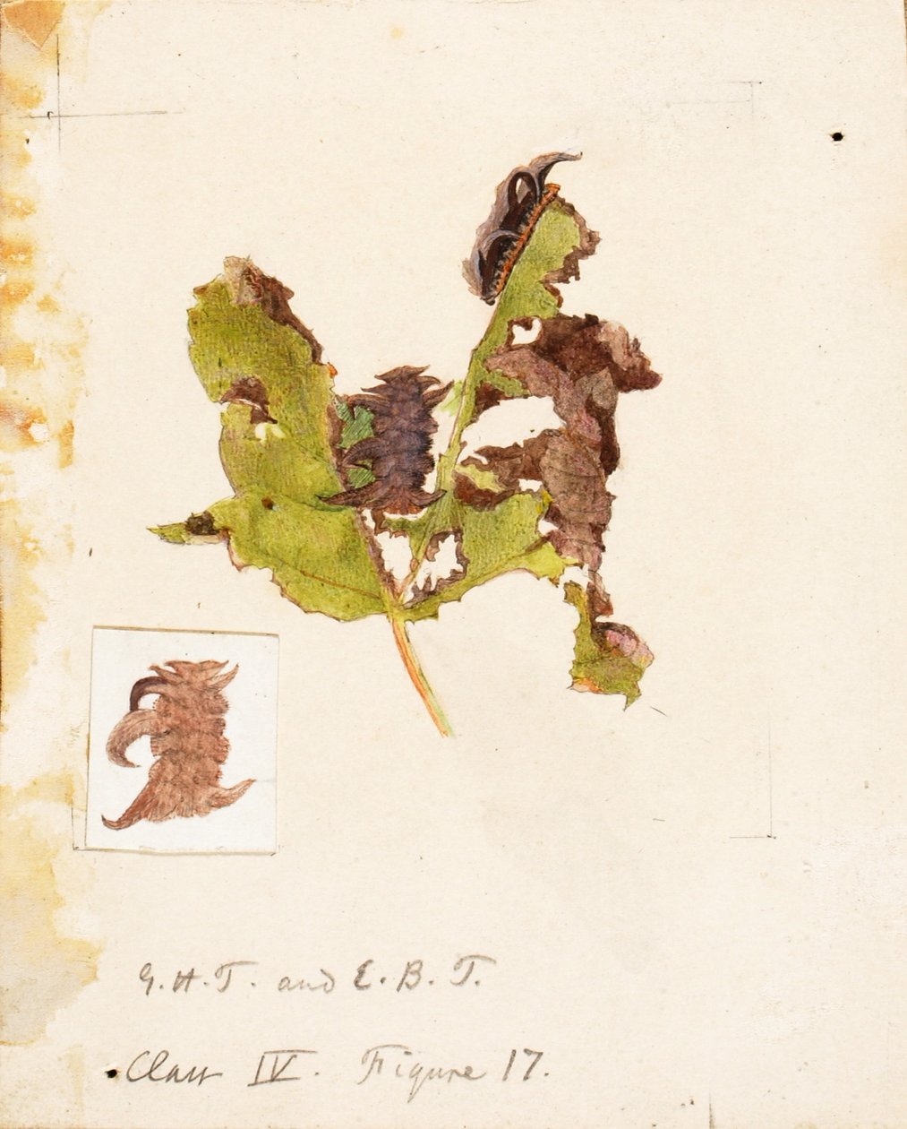 Crumpled Leaf Caterpillar, studie ke knize Concealing Coloration in the Animal Kingdom (Skrývání zbarvení v živočišné říši) od Emma Beach Thayer