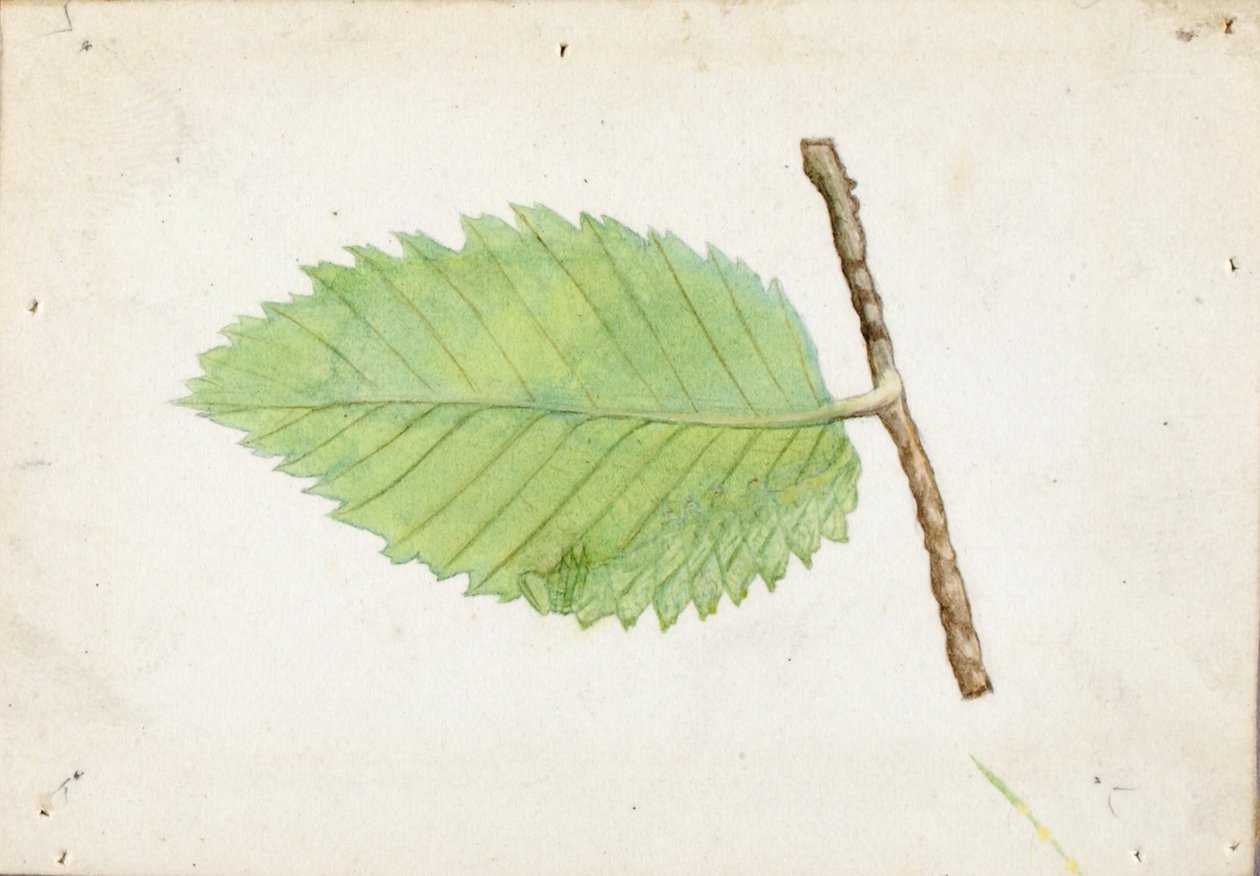 Housenka Jagged Leaf Edge Caterpillar, studie ke knize Concealing Coloration in the Animal Kingdom (Skrývání zbarvení v živočišné říši) od Emma Beach Thayer
