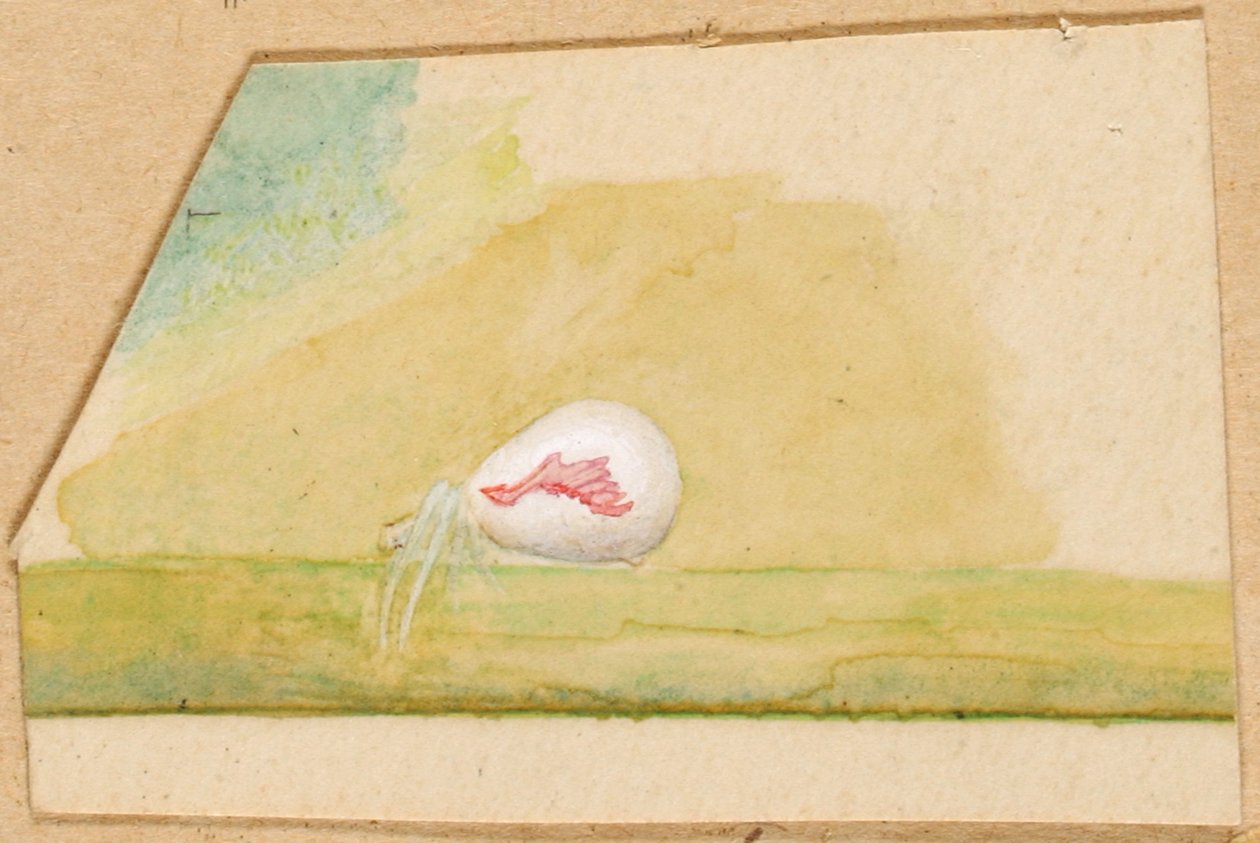 Porcelán-bílý pavouk, konec 19.-začátek 20. století. od Emma Beach Thayer