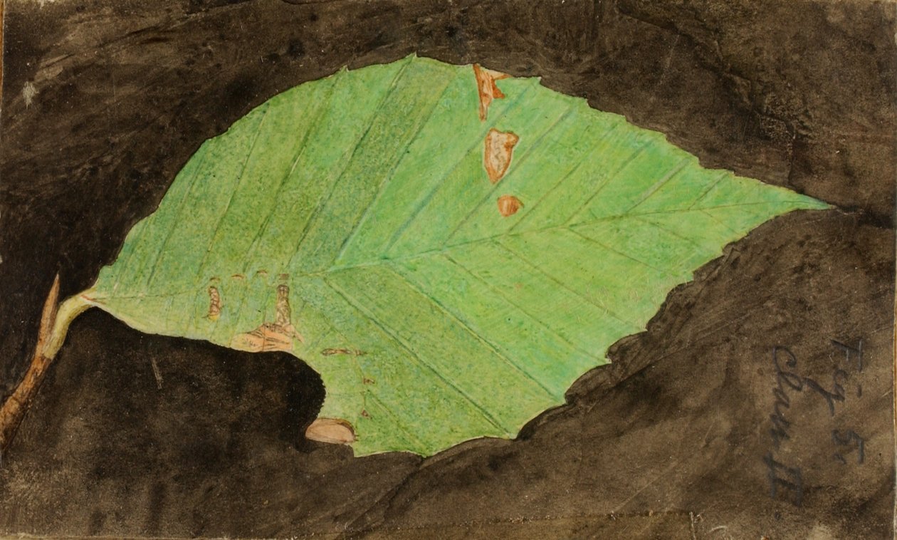 Menší housenka skvrnitá Beach Leaf Edge..., konec 19.-začátek 20. století. od Emma Beach Thayer