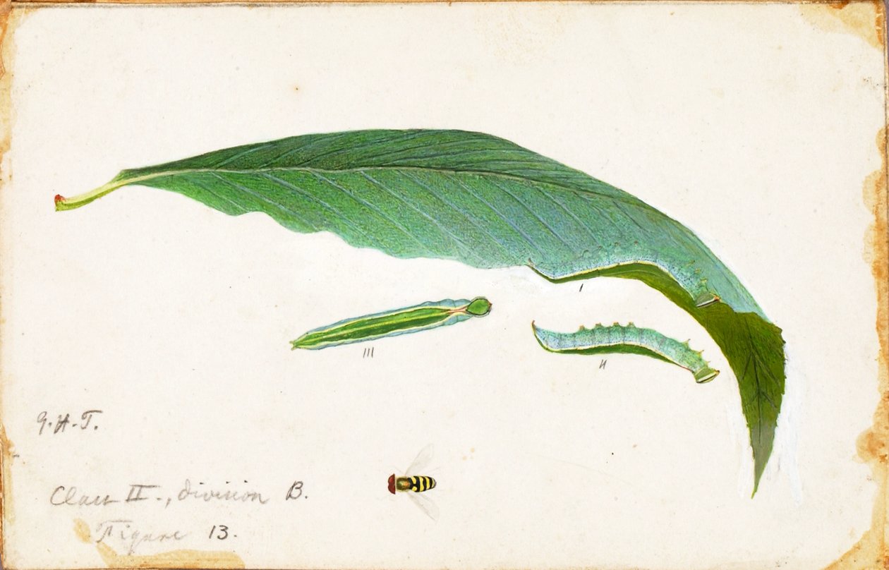 Unspotted Beach Leaf Edge Caterpillar..., konec 19.-začátek 20. století. od Emma Beach Thayer