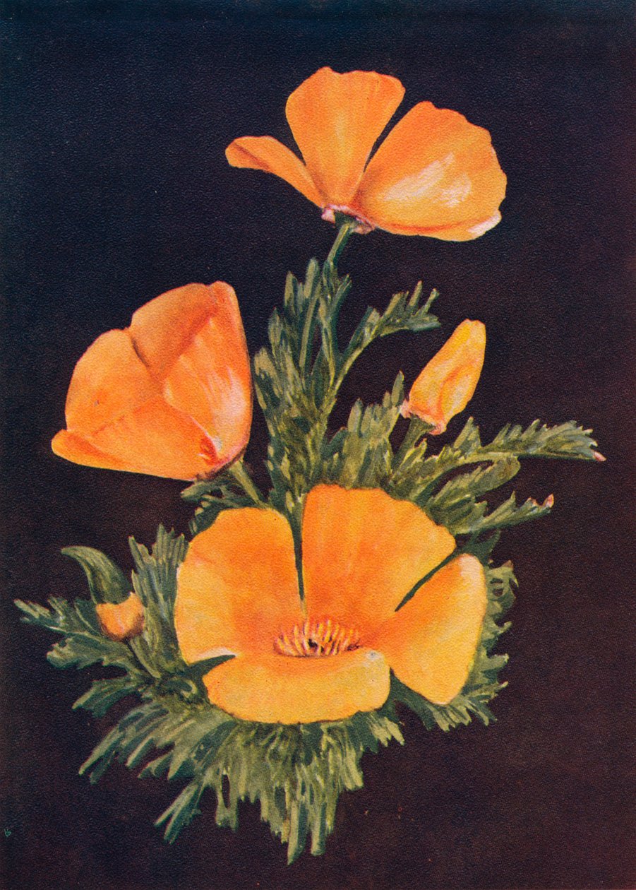 California Poppy, c1915, 1915 od Emma Graham Clock