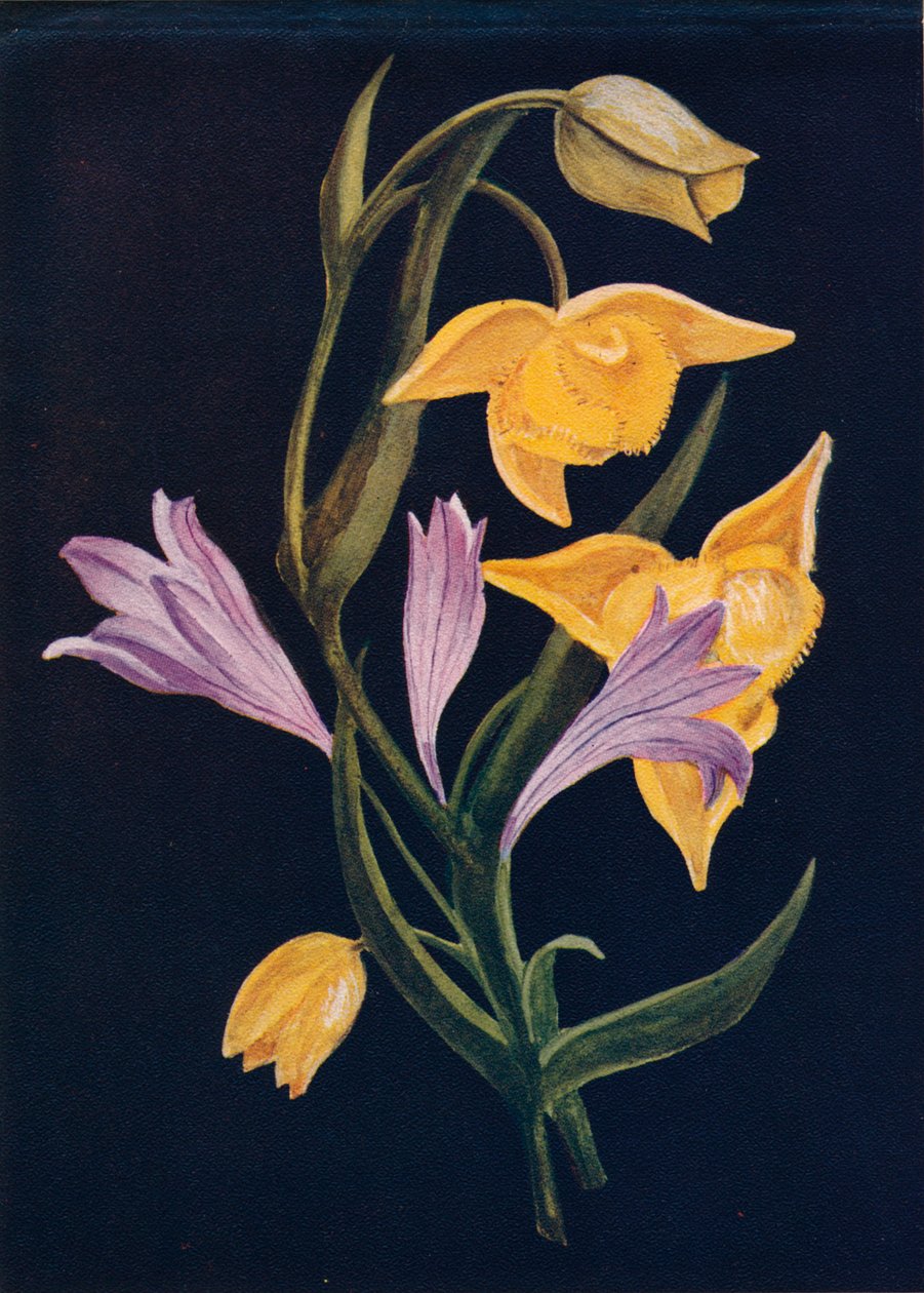 Diogenes Lantern & Harvest Brodiaea, c1915, 1915 od Emma Graham Clock
