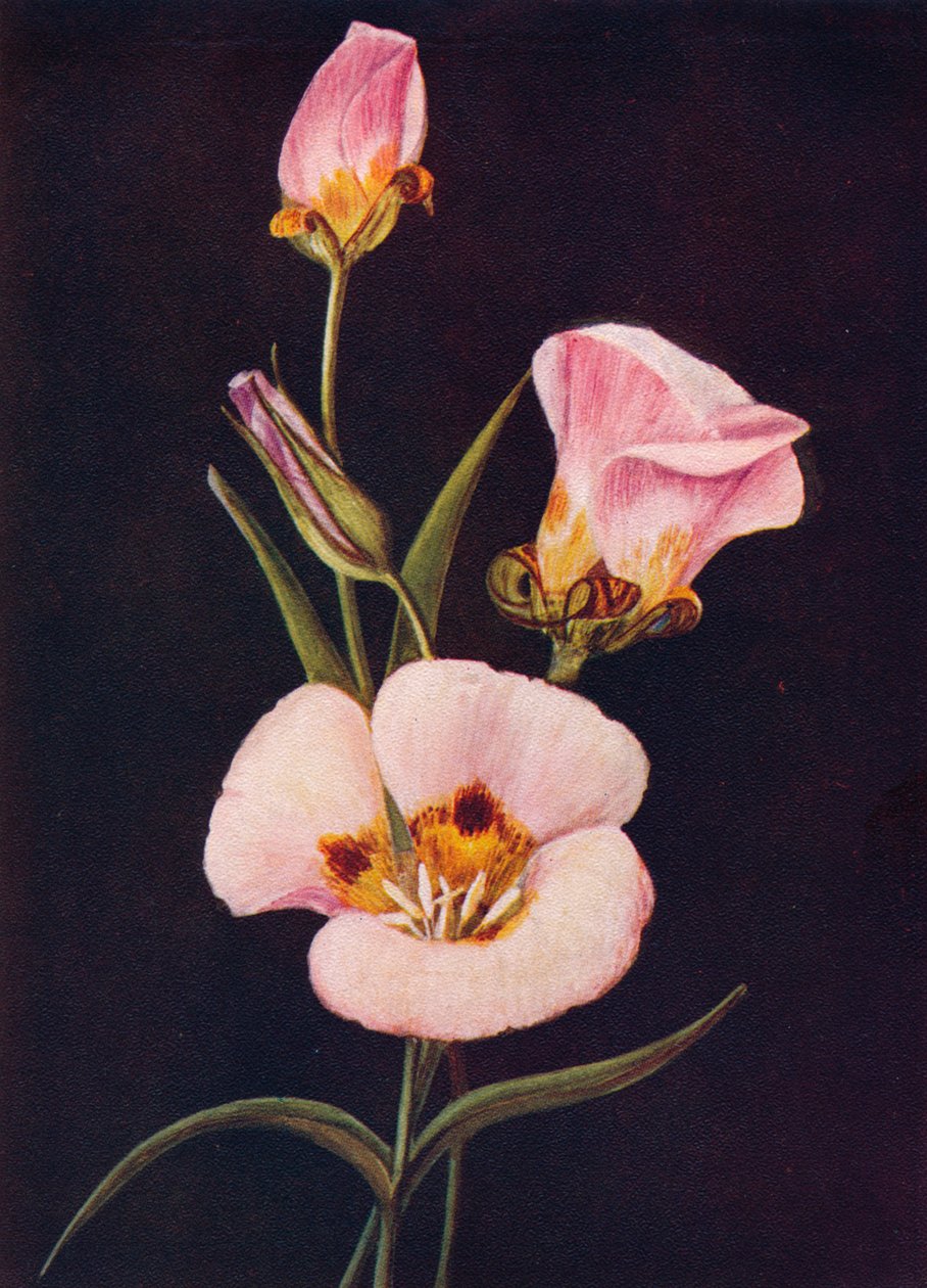 Tulipán Mariposa, c1915, 1915 od Emma Graham Clock