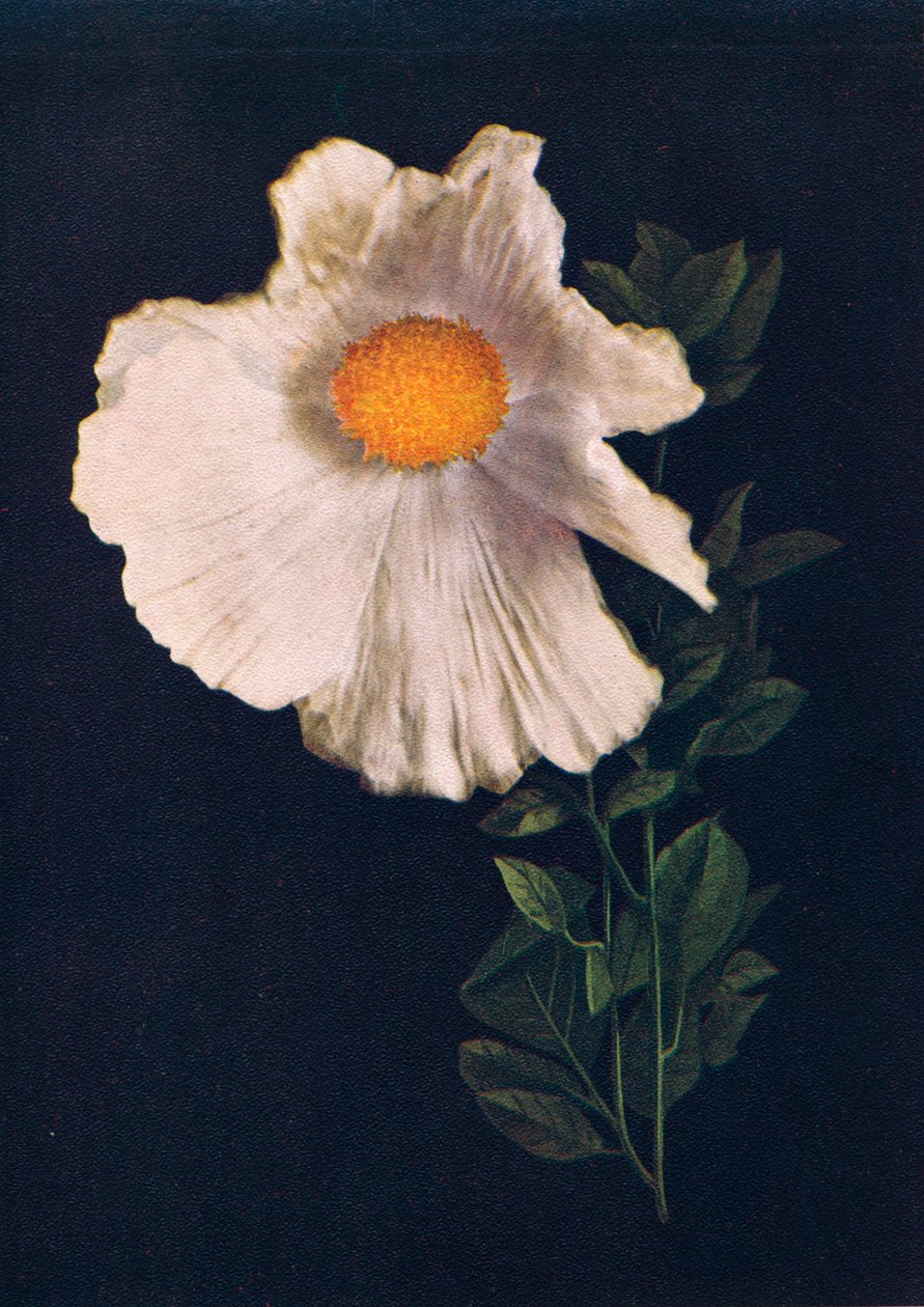Matilija Poppy, c1915, 1915 od Emma Graham Clock