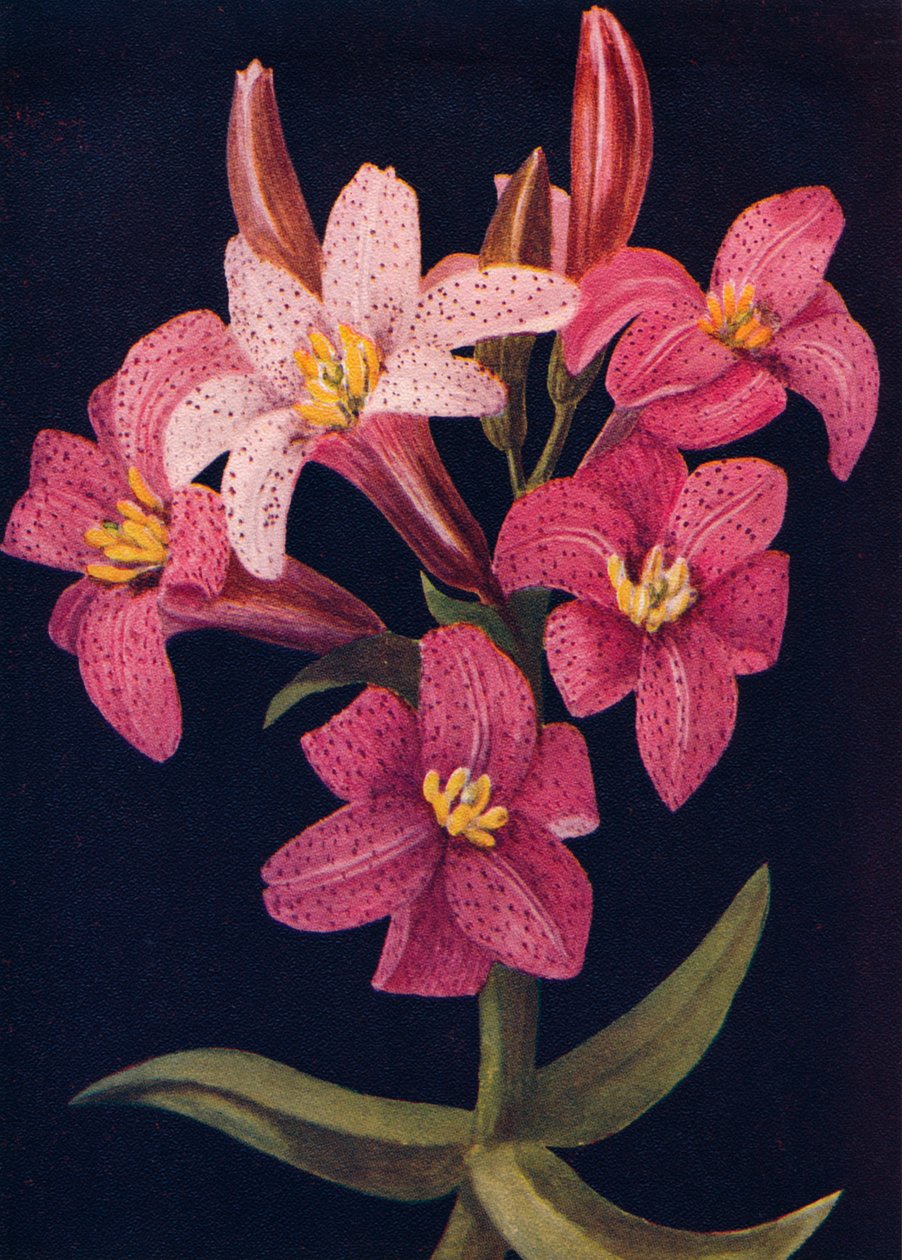 Ruby Lily, c1915, 1915 od Emma Graham Clock