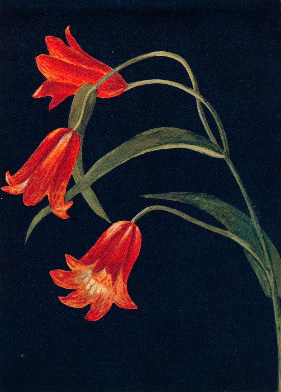 Scarlet Fritillaria, c1915, 1915 od Emma Graham Clock