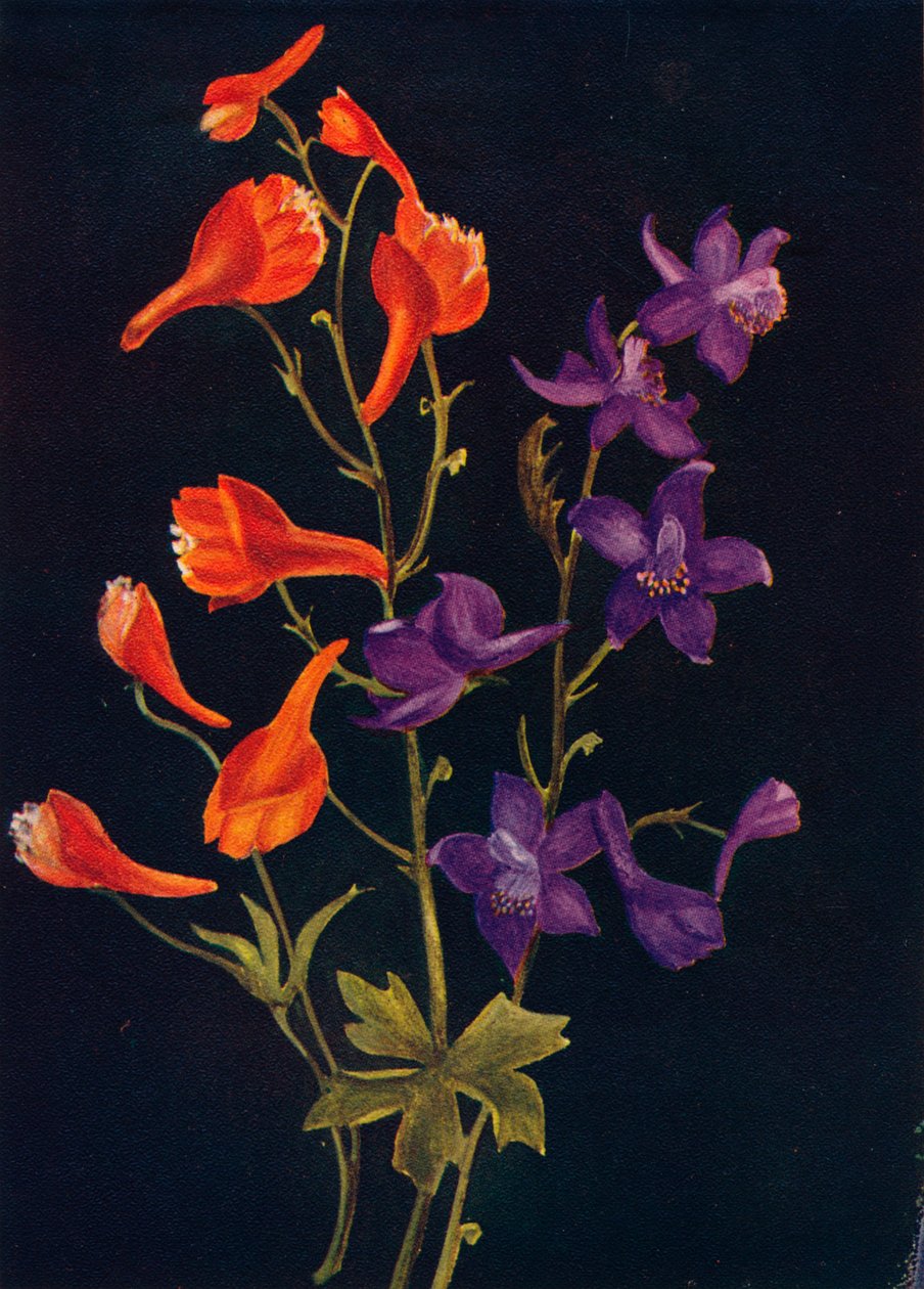 Scarlet and Blue Larkspur, c1915, 1915 od Emma Graham Clock