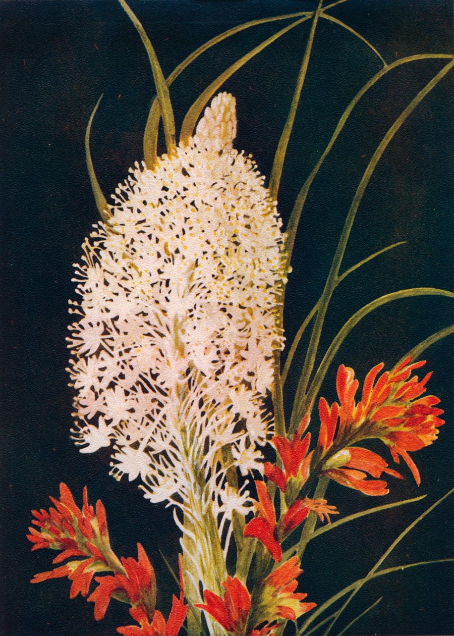 Squaw Grass and Scarlet Paint Brush, c1915, 1915 od Emma Graham Clock