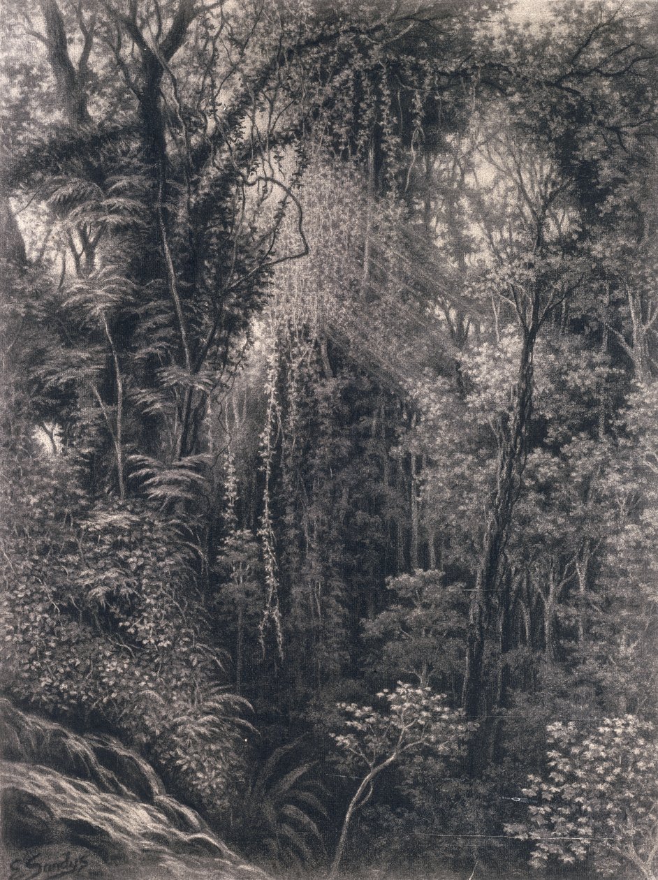 Pohled na soutěsku nad Apia, Upolu, Západní Samoa, 1877 (uhlí na papíře) od Emma Sandys