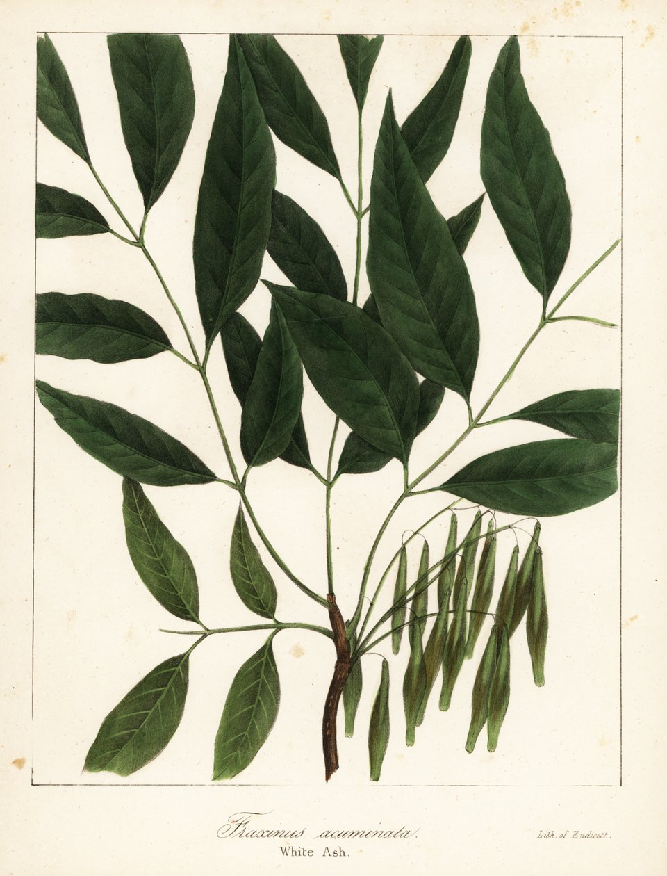 Jasan americký, Fraxinus americana (jasan bílý, Fraxinus acuminata) od Endicott Endicott