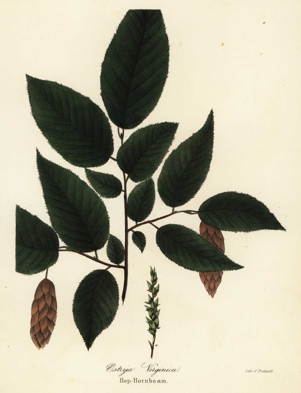 Chmel americký, Ostrya virginiana (chmel obecný, Ostrya virginica) od Endicott Endicott