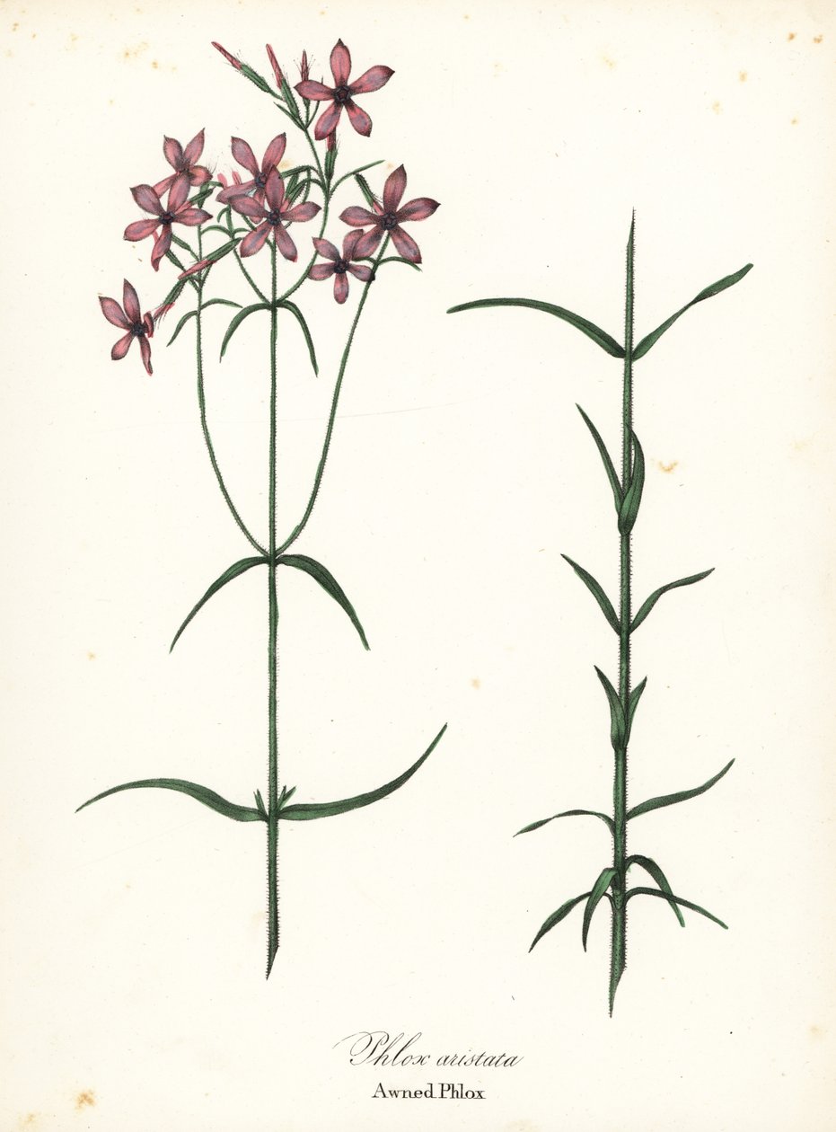 Phlox aristata, Phlox aristata od Endicott Endicott