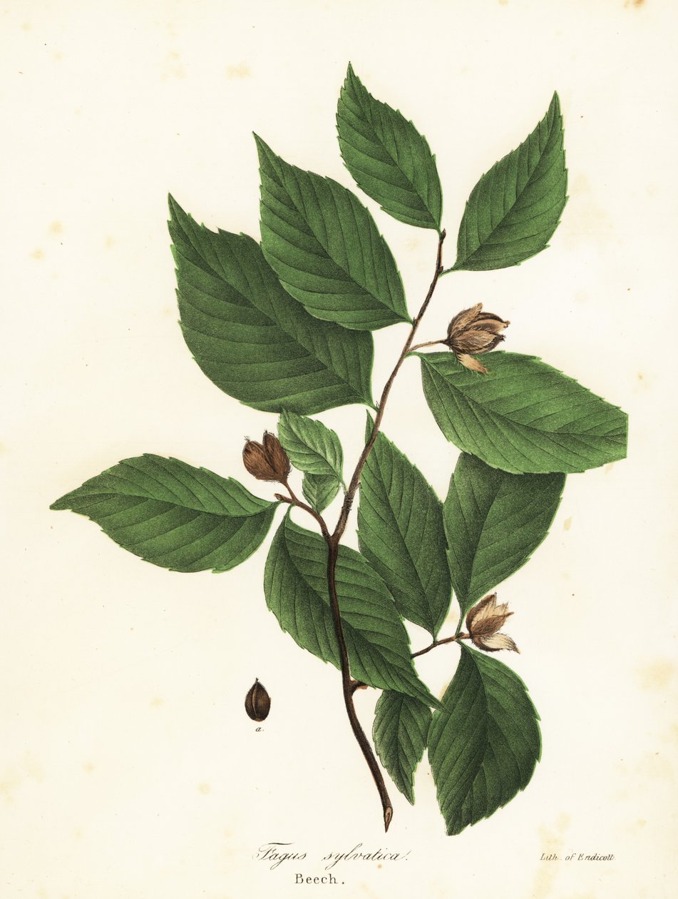 Buk lesní, Fagus sylvatica od Endicott Endicott