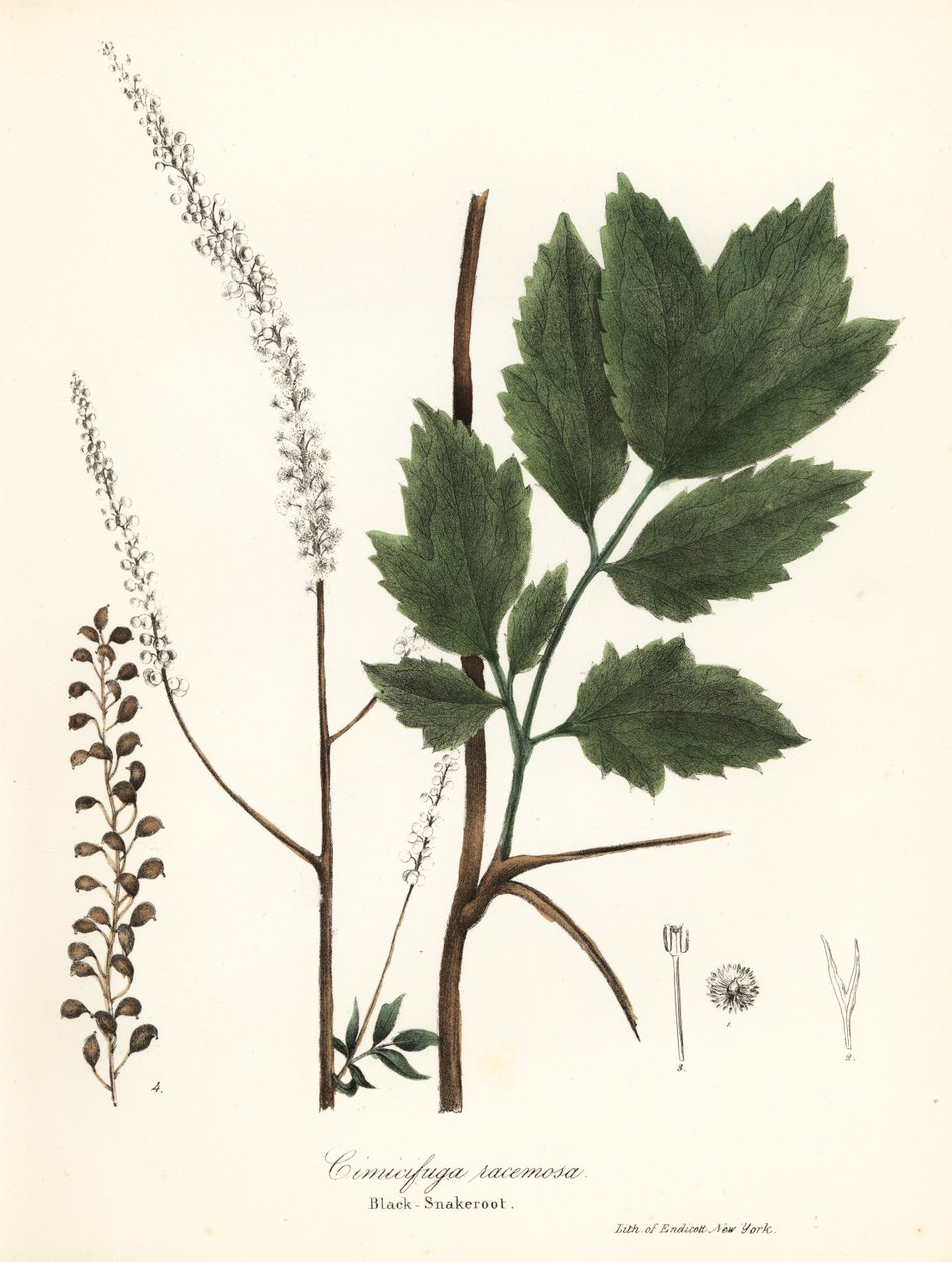 Černá cohosh, black bugbane, černý hadí kořen nebo pohádková svíčka, Actaea racemosa (Cimicifuga racemosa) od Endicott Endicott
