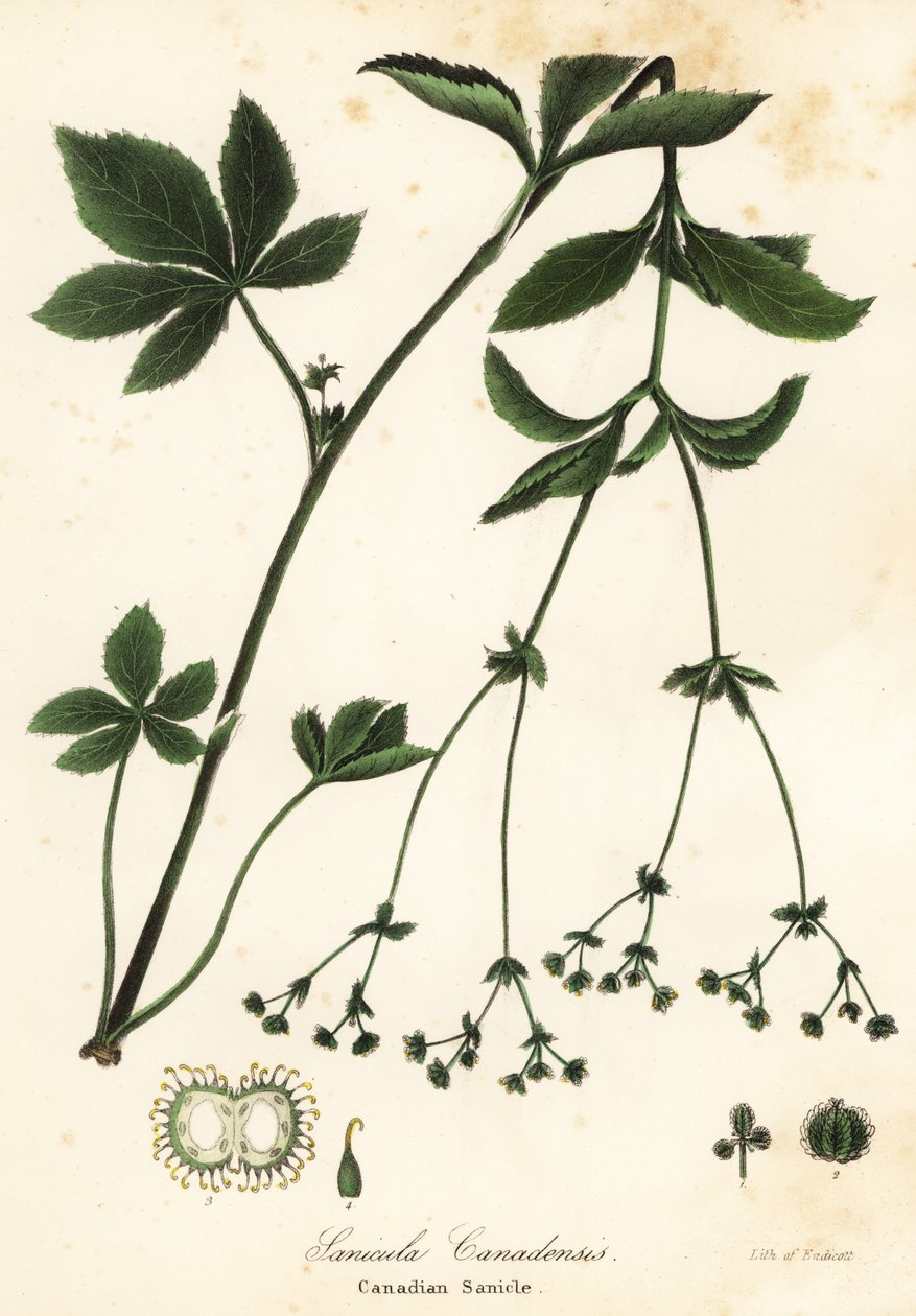 Kanadský Blacksnakeroot nebo Canadian Sanicle, Sanicula canadensis od Endicott Endicott