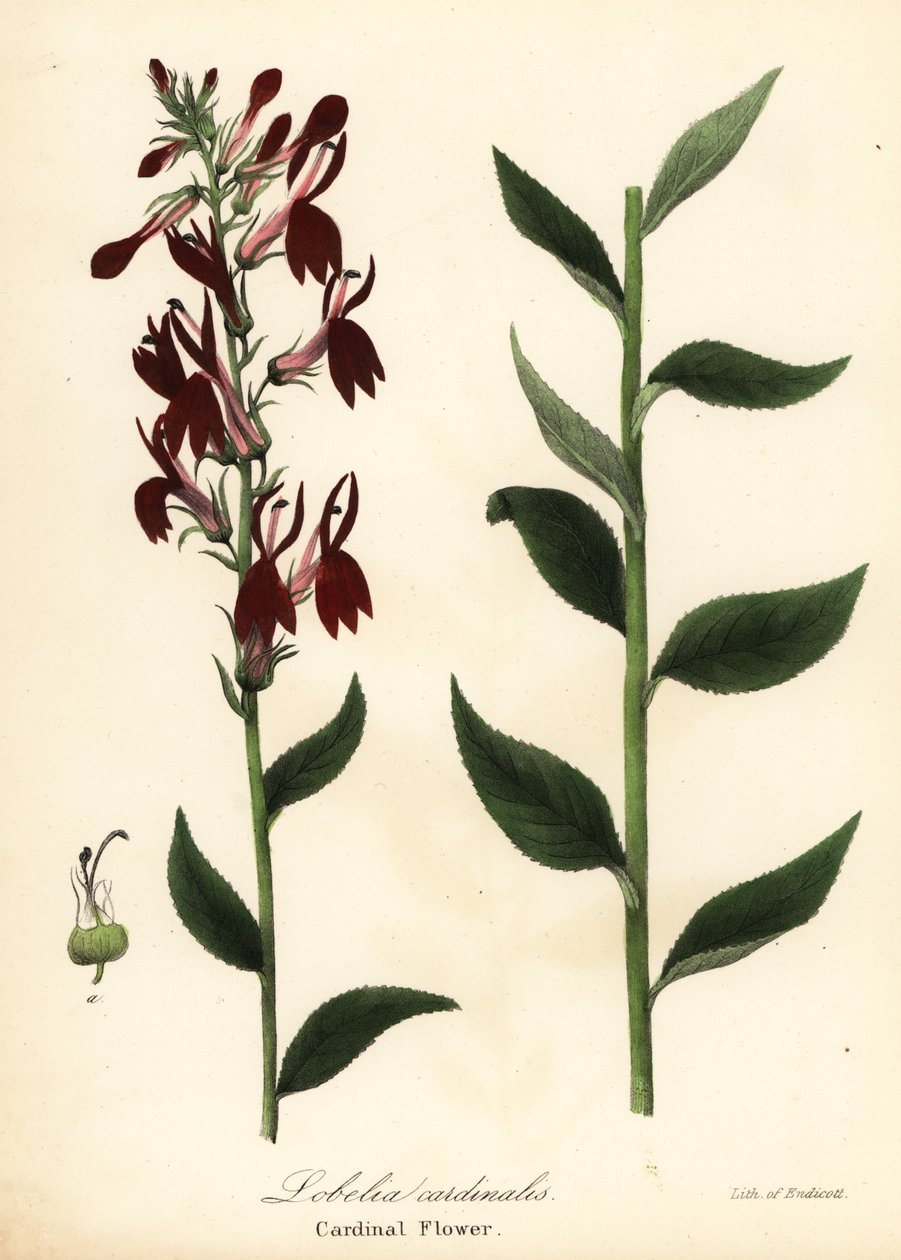Kardinální květina, Lobelia cardinalis od Endicott Endicott