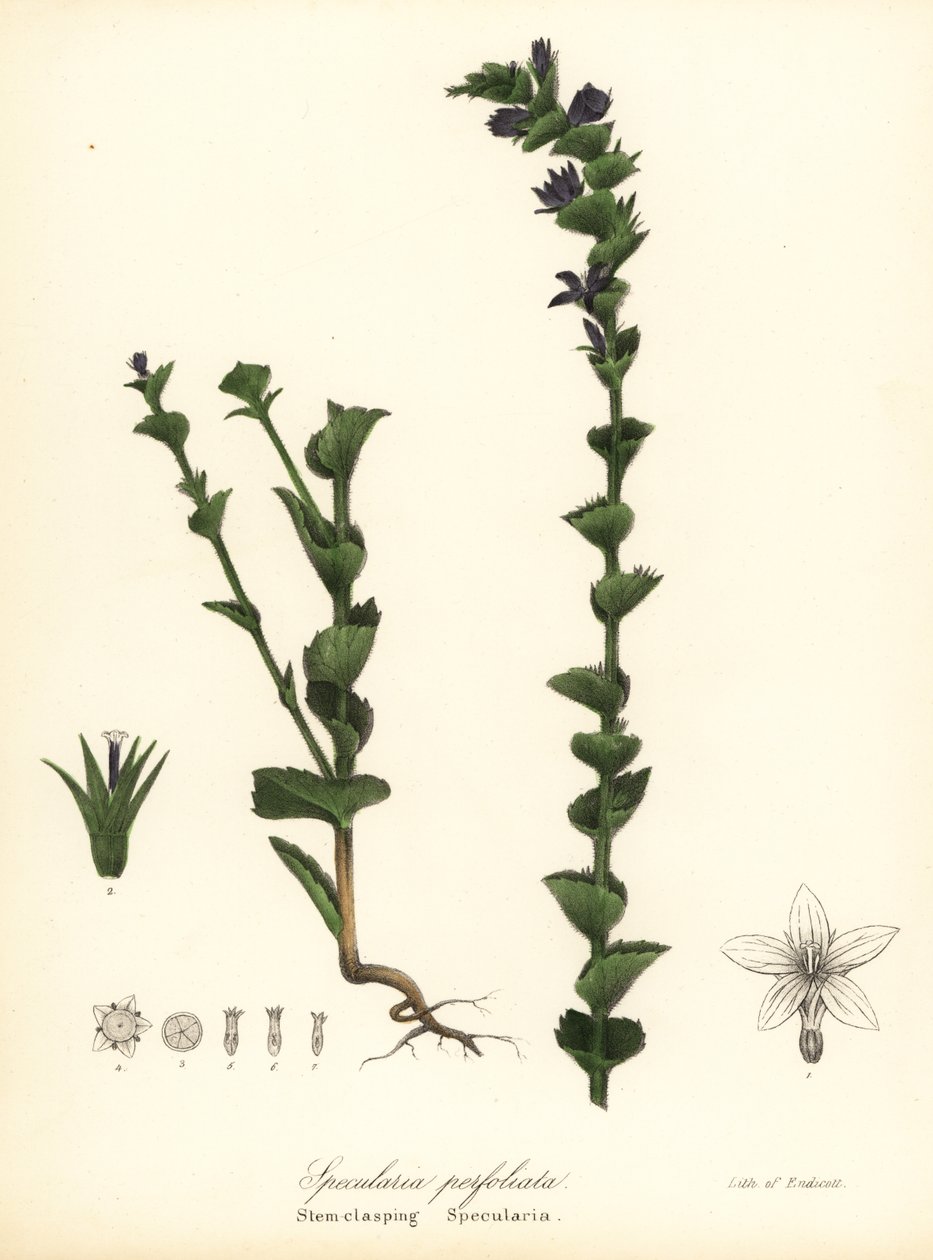 Zrcadlovka nebo zvonek svírající, Triodanis perfoliata (specularia perfoliata, Specularia perfoliata) od Endicott Endicott