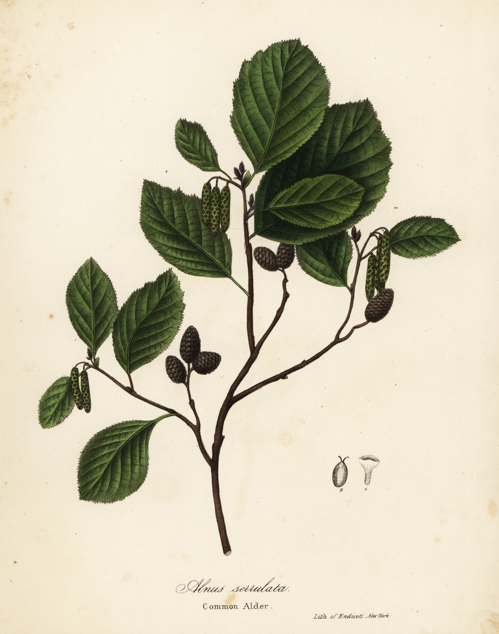 Olše obecná, olše líska nebo olše hladká, Alnus serrulata od Endicott Endicott