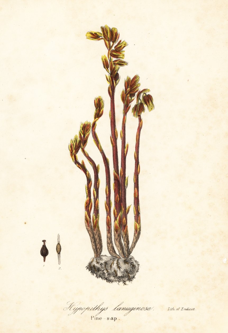 Holanďan dýmka, falešné bukové kapky, borovice nebo ptačí hnízdo, Monotropa hypopitys (borovice, Hypopithys lanuginosa) od Endicott Endicott