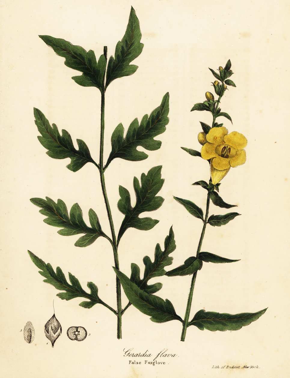 Náprstník falešný, Aureolaria flava (Gerardia flava) od Endicott Endicott