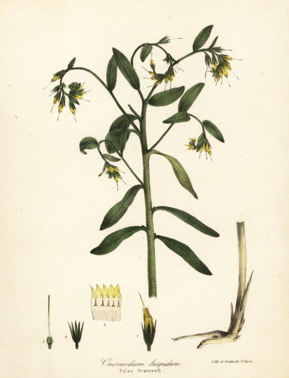 Falešný gromwell, Onosmodium hispidum od Endicott Endicott