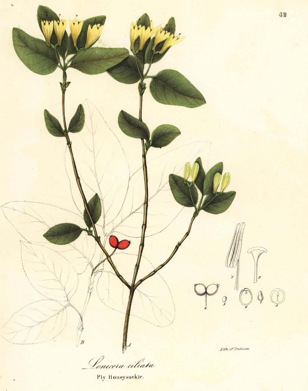 Muška zimolez, Lonicera ciliata od Endicott Endicott