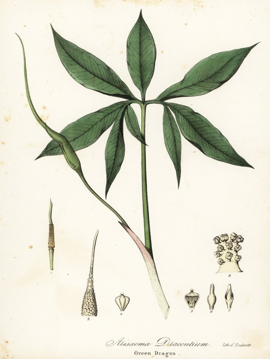 Zelený drak nebo dračí kořen, Arisaema dracontium od Endicott Endicott