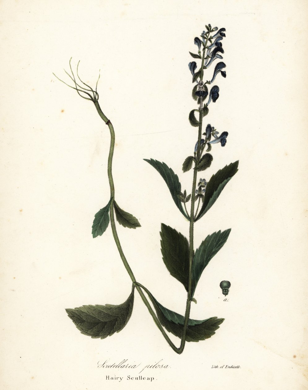 Čepice chlupatá, Scutellaria elliptica (Scutellaria pilosa) od Endicott Endicott