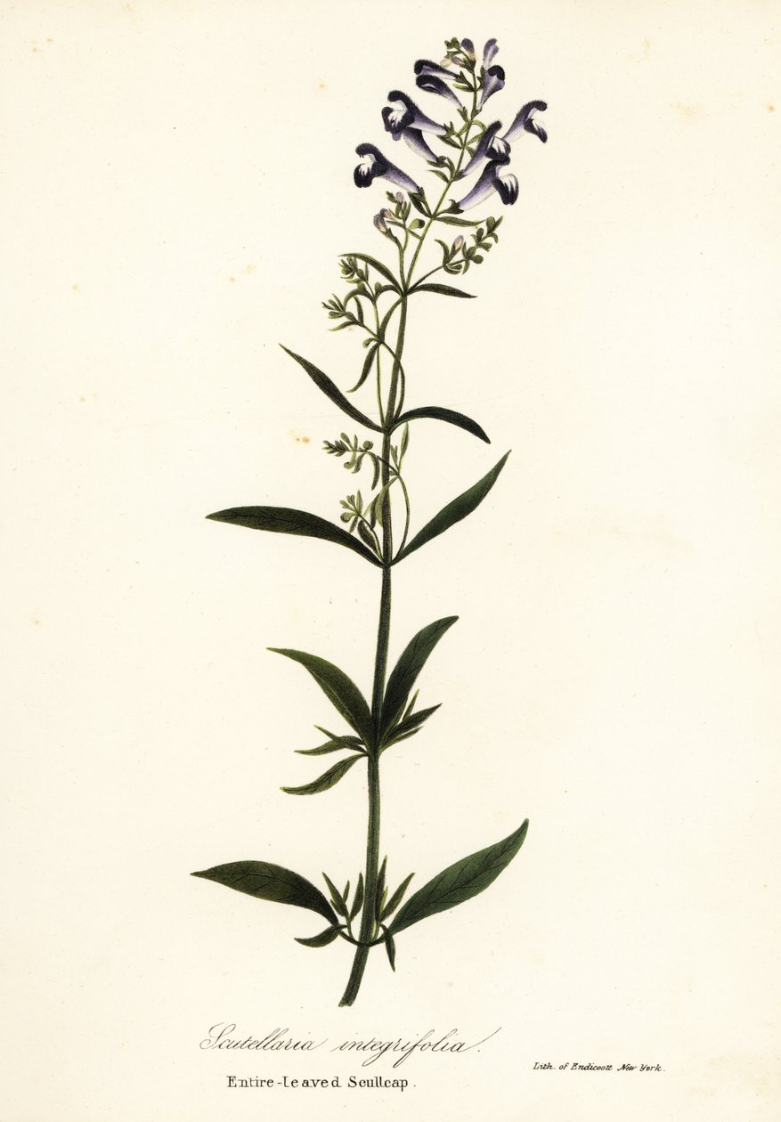 Květ přilby, čepeček přilby nebo čepeček celolistý, Scutellaria integrifolia od Endicott Endicott