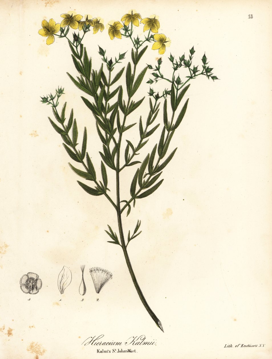 Kalmova sv od Endicott Endicott