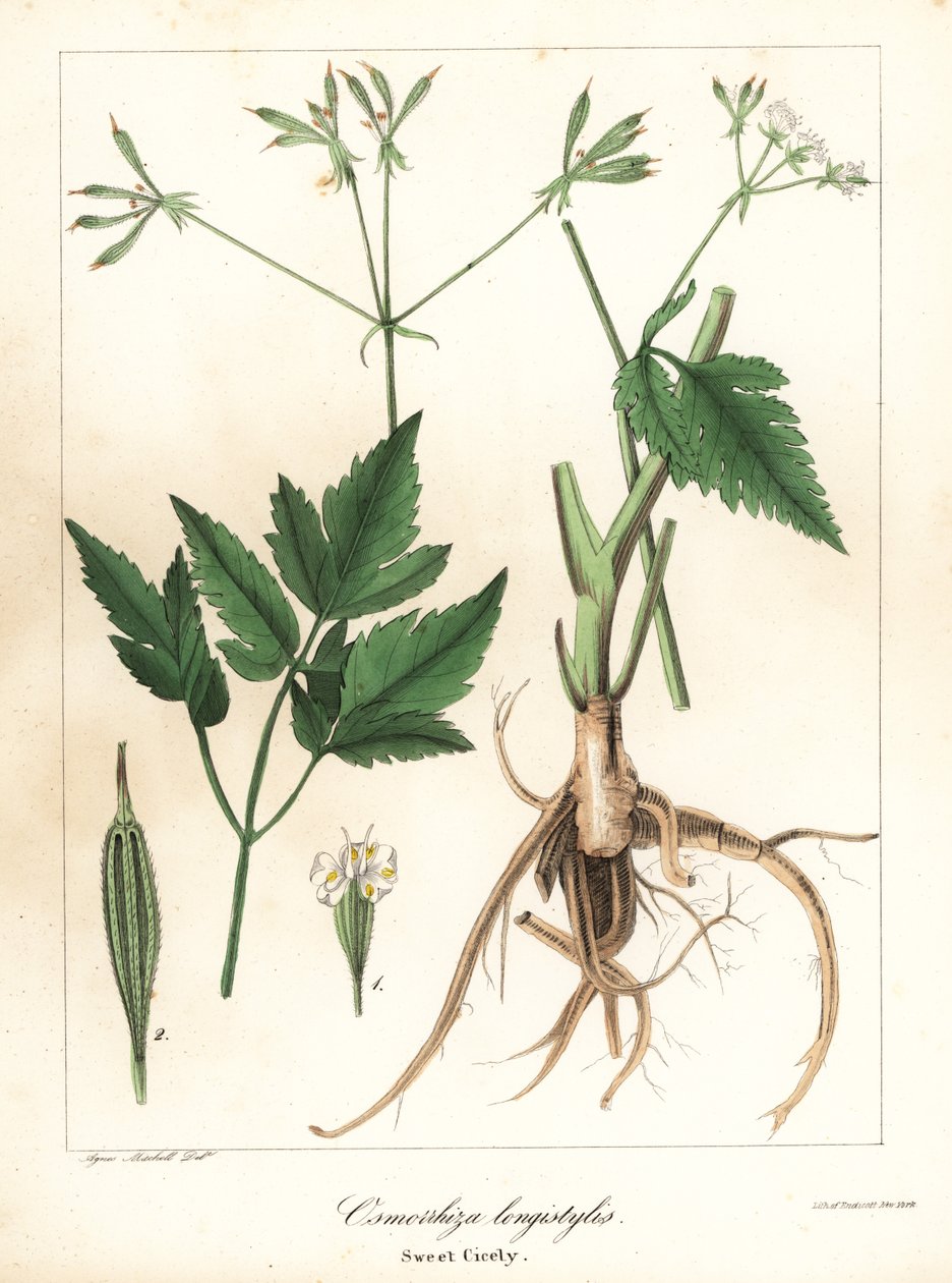 Dlouhé sladké cicely, longstyle sweetroot nebo sladké cicely, Osmorhiza longistylis od Endicott Endicott