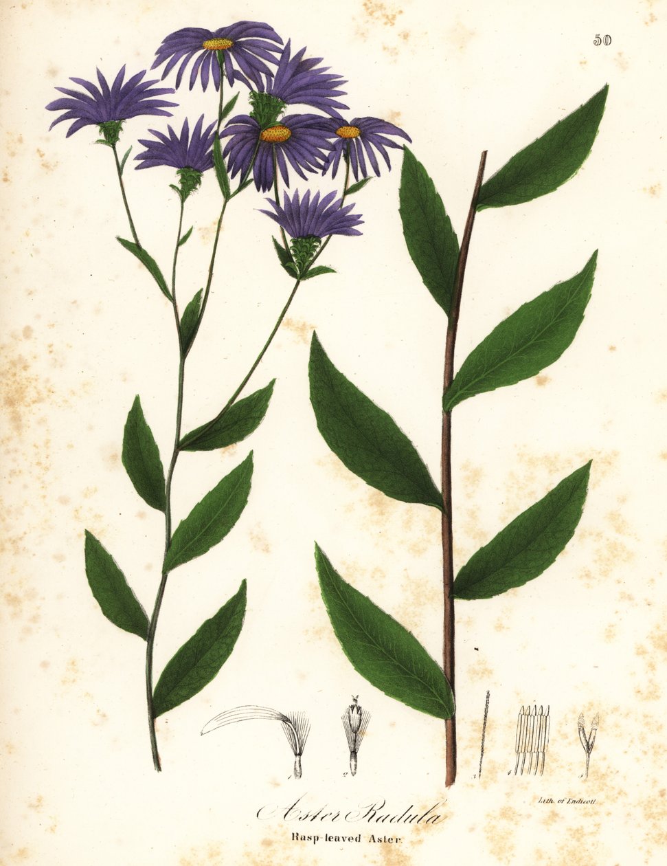 Nízká drsná hvězdnice nebo hrubá dřevěná hvězdnice, Eurybia radula (Astra rašplovitá, Aster radula) od Endicott Endicott