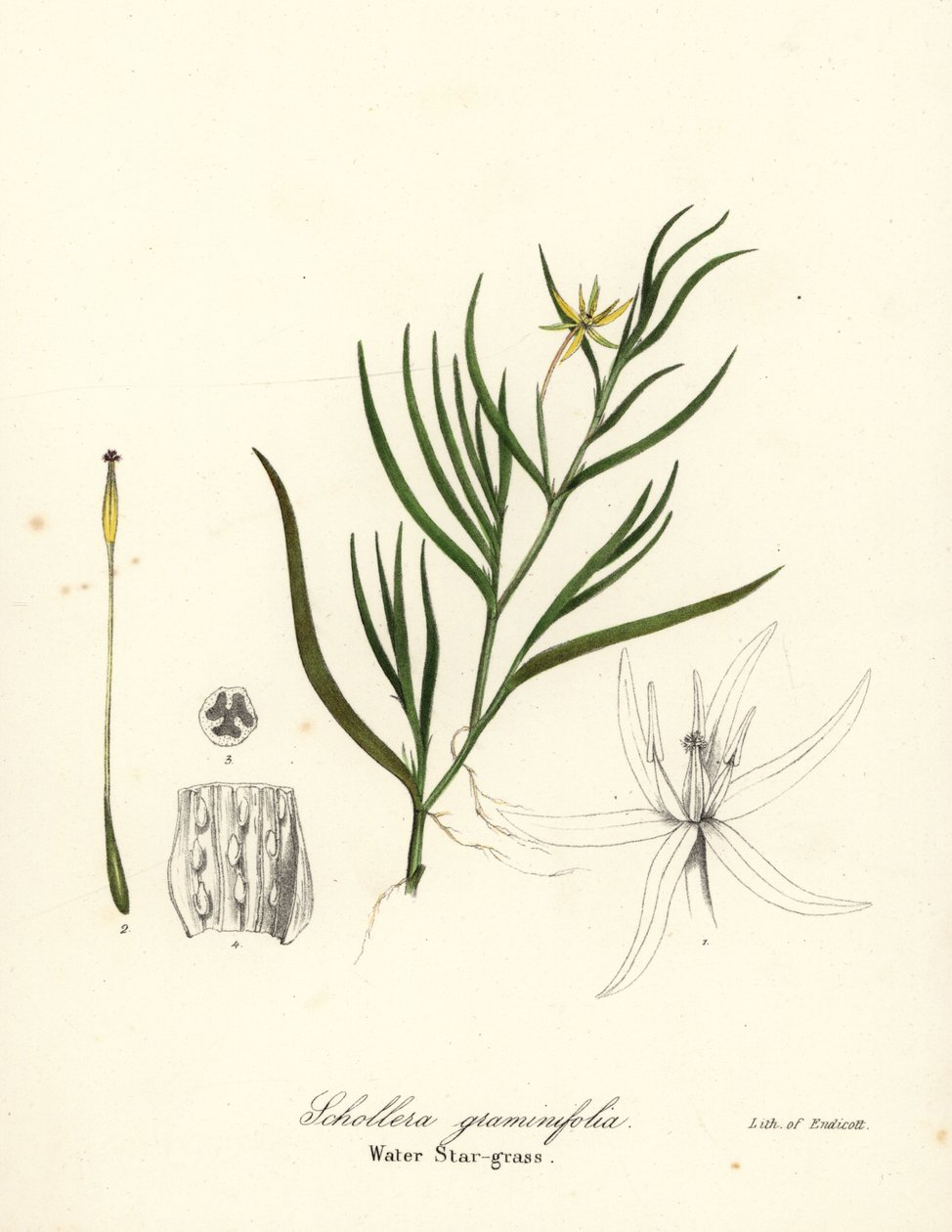 Jitrocel bahenní nebo vodní hyacint, Heteranthera dubia (vodní hvězdice, Schollera graminifolia) od Endicott Endicott