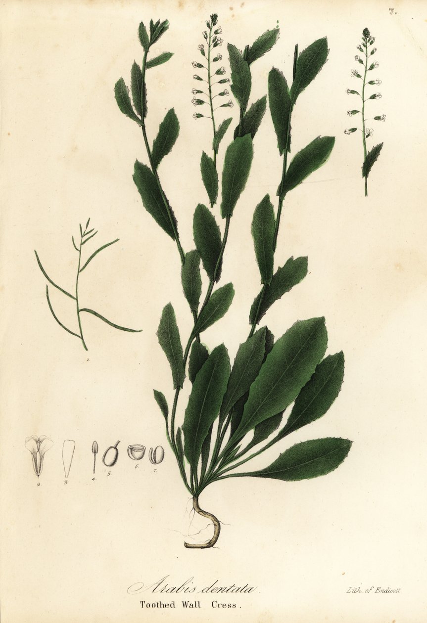 Murbeckiella pinnatifida (řeřicha zední, Arabis dentata) od Endicott Endicott