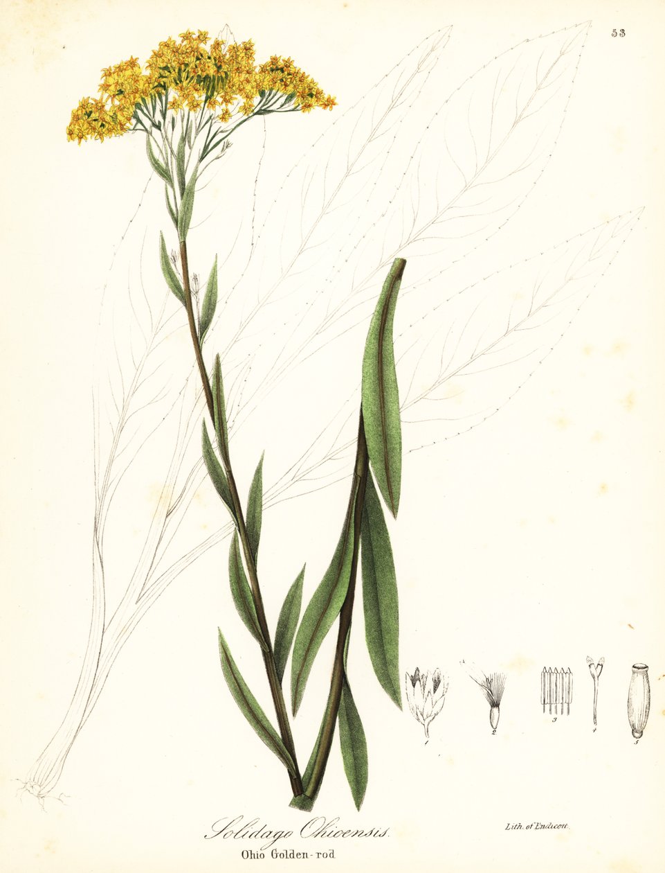 Ohio zlatobýl, Solidago ohioensis od Endicott Endicott