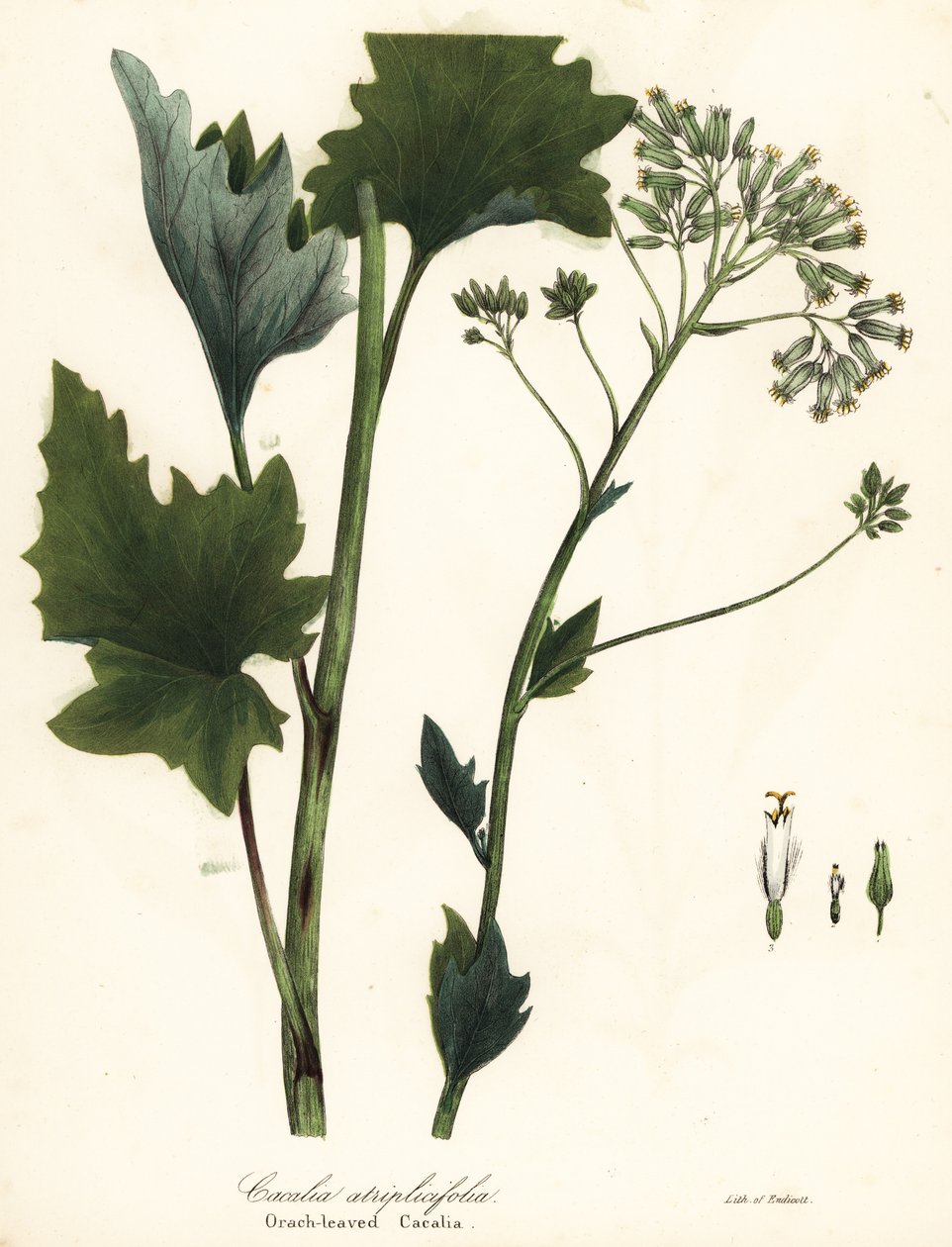 Bledý jitrocel indický, Arnoglossum atriplicifolium (kakalia oranžovolistá, Cacalia atriplicifolia) od Endicott Endicott