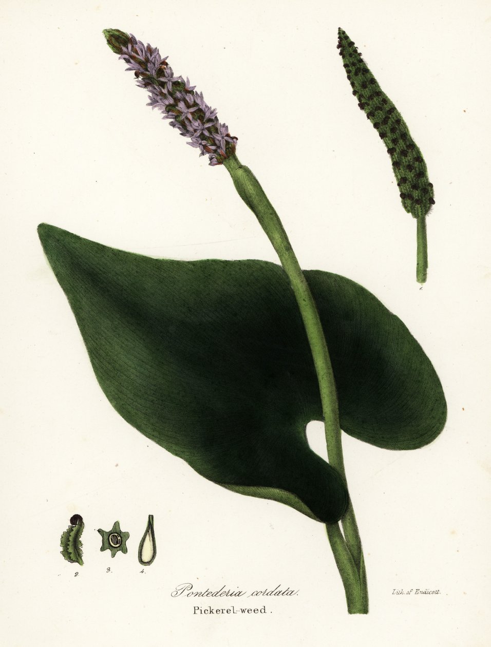 Plevel štikatý, Pontederia cordata od Endicott Endicott