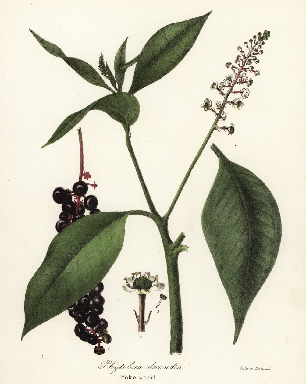 Pokeweed, Phytolacca americana (Phytolaca decandra) od Endicott Endicott
