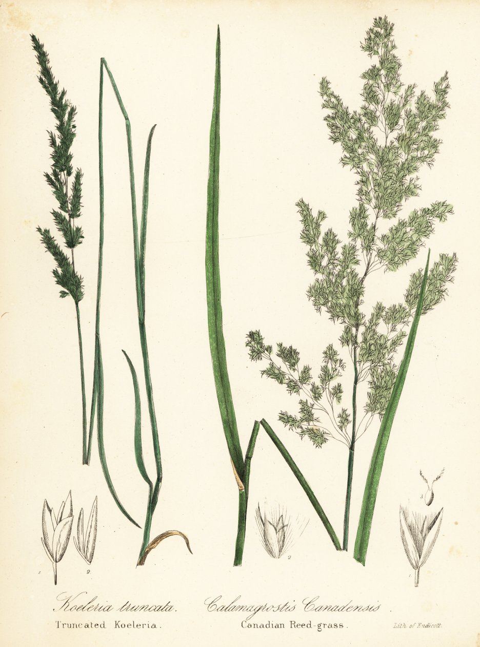 Klínovec prérijní, Sphenopholis obtusata a rákosník kanadský, Calamagrostis canadensis od Endicott Endicott