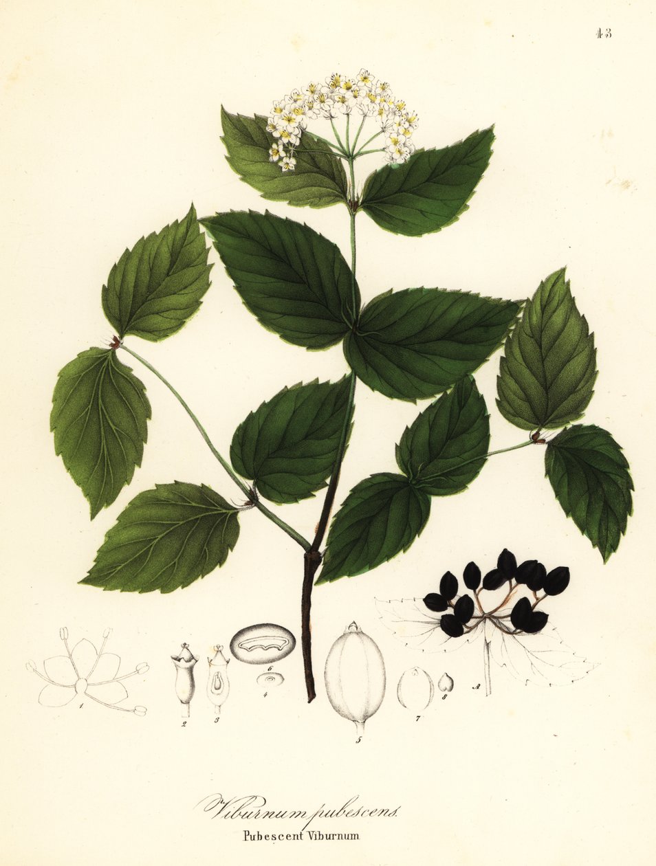 Kalina pubescentní, kalina pubescens od Endicott Endicott