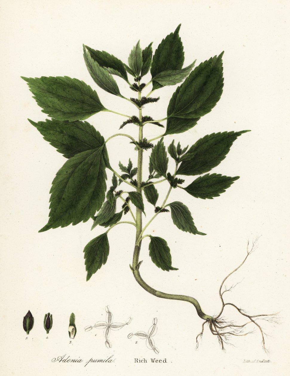 Bohatý plevel, Adenia pumila (Collinsonia canadensis?) od Endicott Endicott