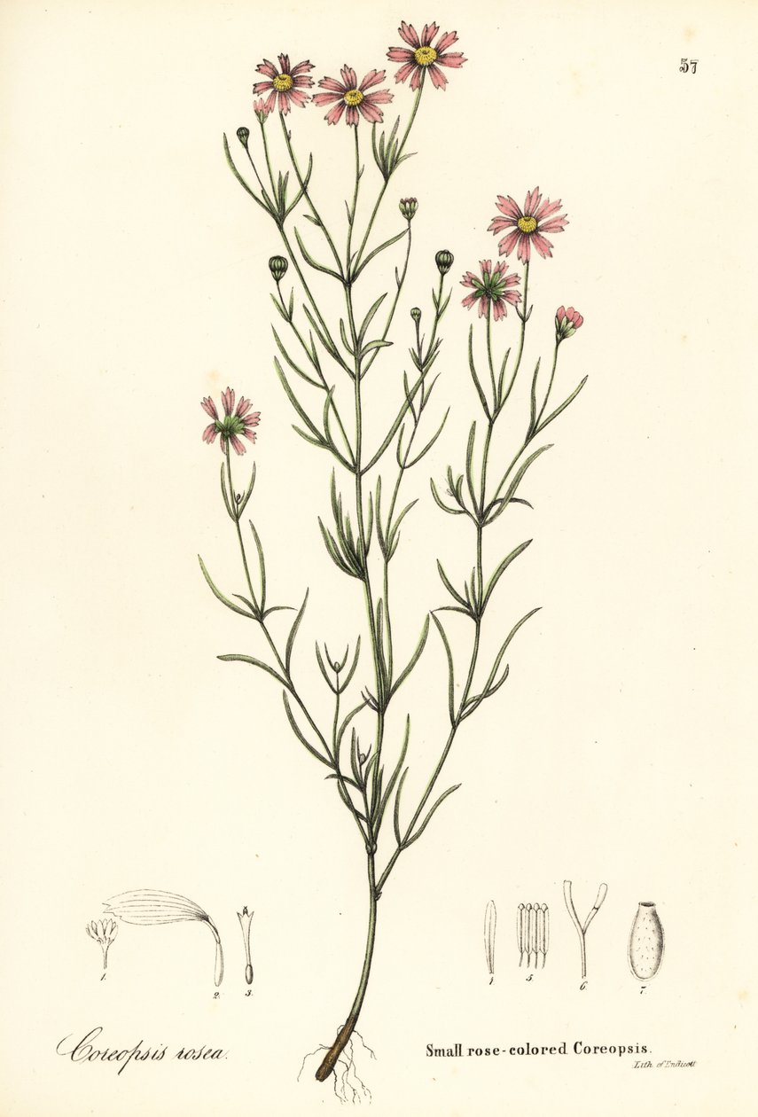 Malá růžová Coreopsis, Coreopsis rosea od Endicott Endicott