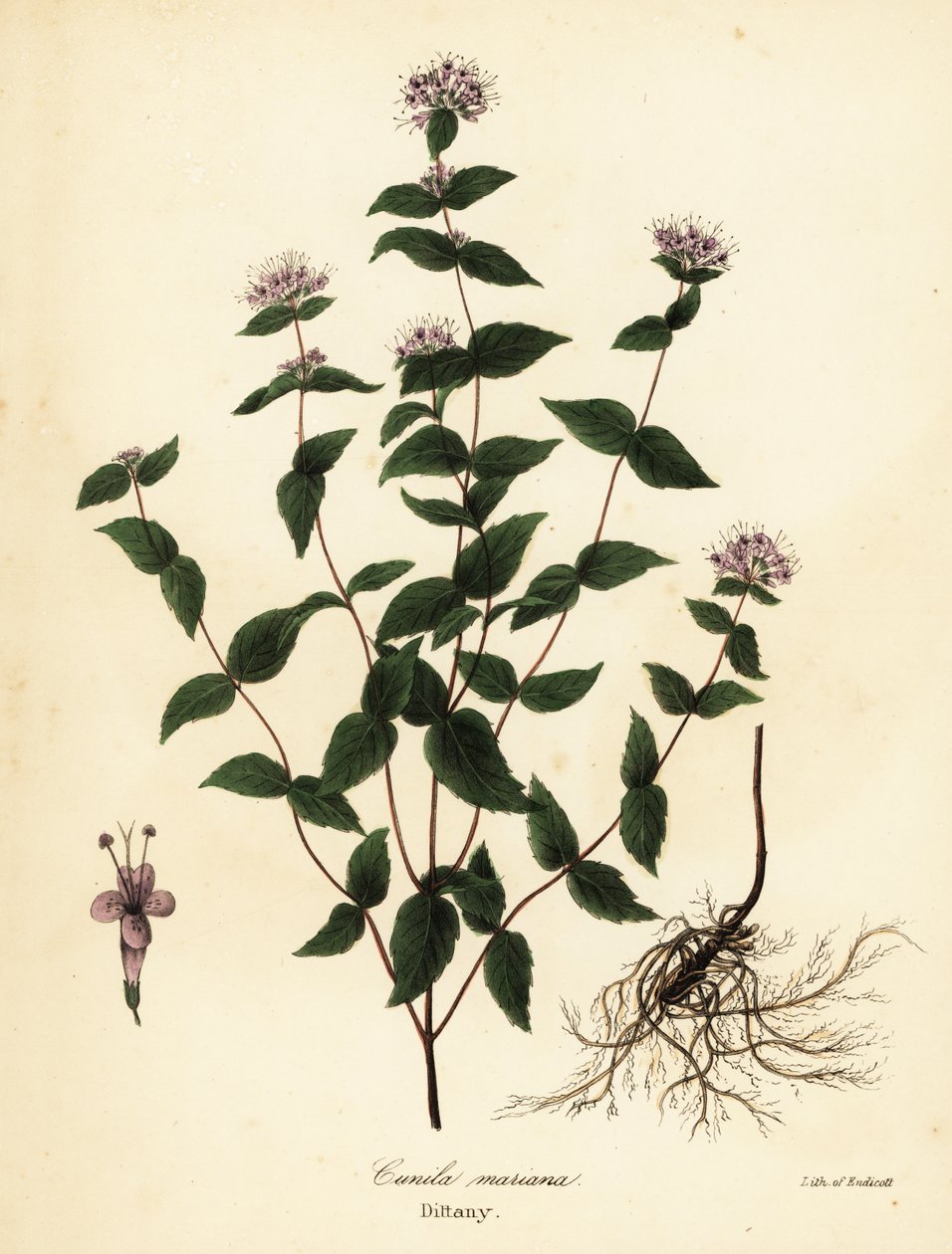 Kamenná máta, mrazová máta, dittany a americká dittany, Cunila origanoides (Cunila mariana) od Endicott Endicott