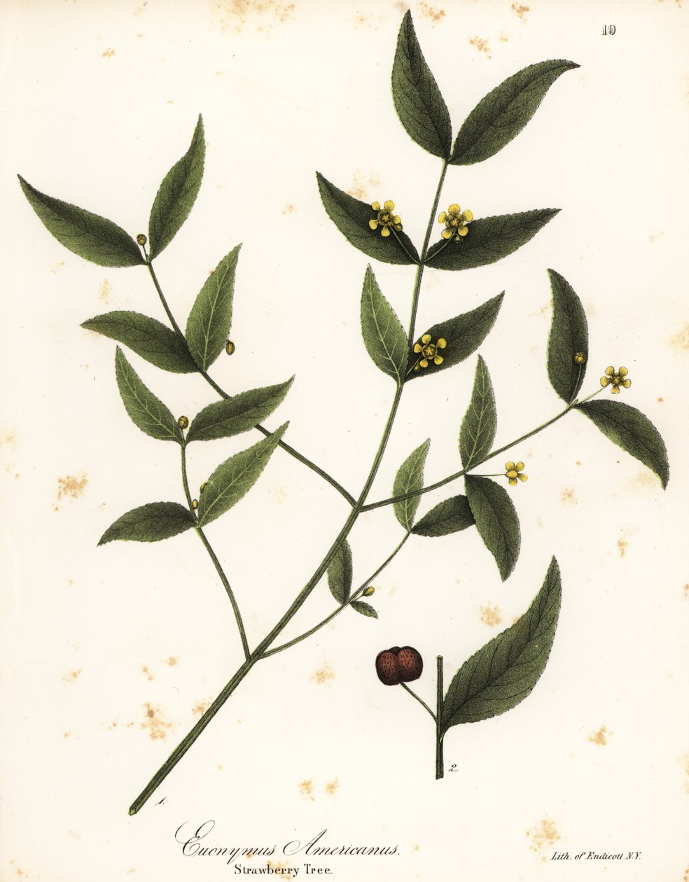 Jahodník, Euonymus americanus od Endicott Endicott